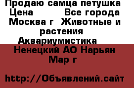 Продаю самца петушка › Цена ­ 700 - Все города, Москва г. Животные и растения » Аквариумистика   . Ненецкий АО,Нарьян-Мар г.